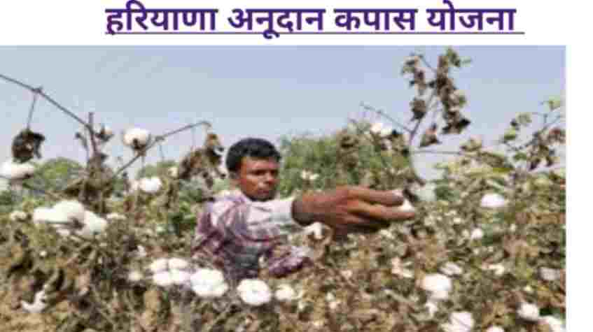 Haryana cotton Anudan Yojana